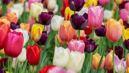 Néhány tulipánért pénzt, paripát fegyvert, bármit megadtak volna