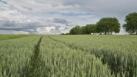 Hogyan védekezzünk jól a kalászfuzáriózissal szemben?