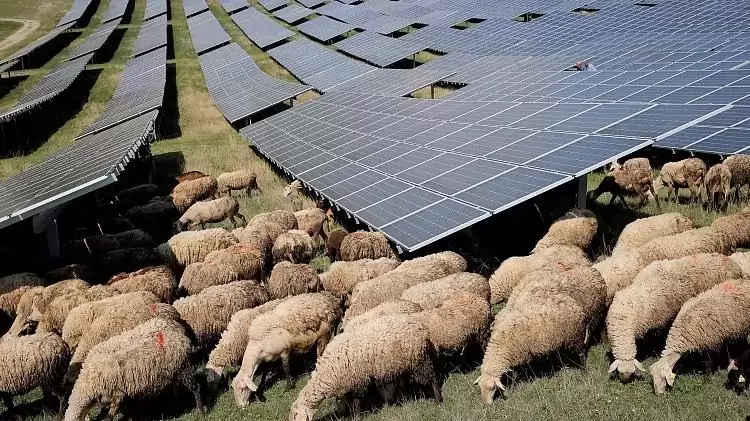 Négylábú fűnyírókkal egyszerűbb és fenntarthatóbb a gyep a sövény, de még a napelem park is