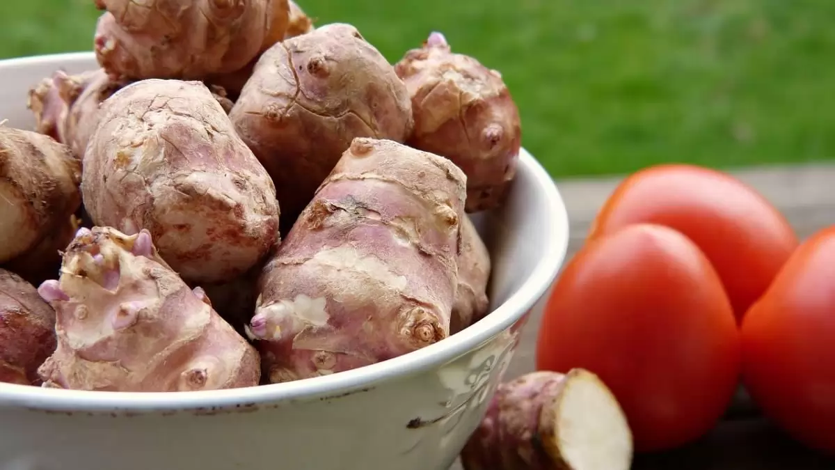 Biobrikett-alapanyag, de ehető is: ez a csicsóka