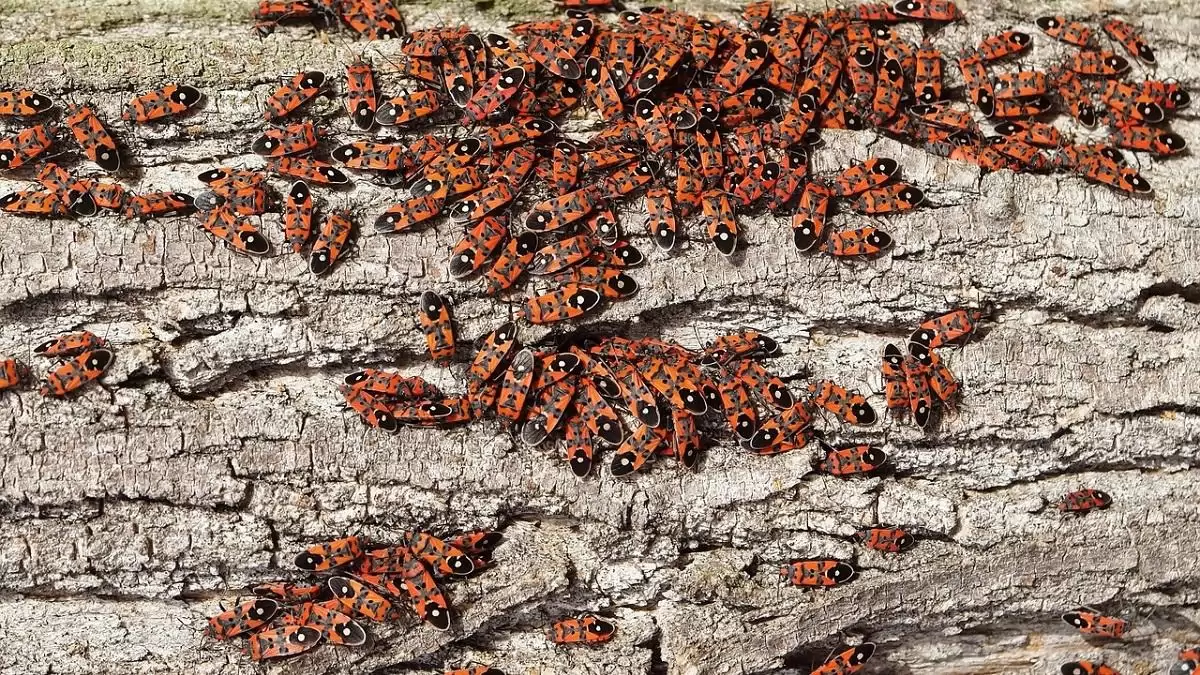 Hasznosak a verőköltő poloskák és még szaguk sincs, bár a madarak nem kedvelik őket