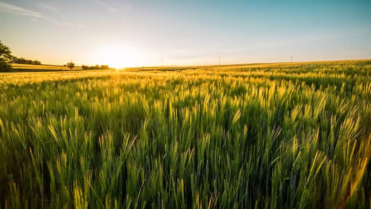 Gombaölő szeres védekezés kalászosokban