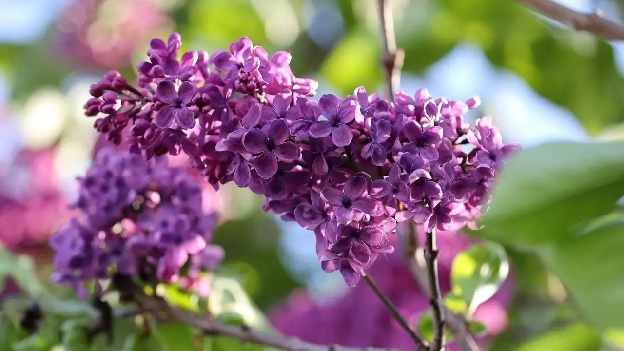 Májusi orgona: őrizzük meg palackba zárva, de meg is ihatjuk