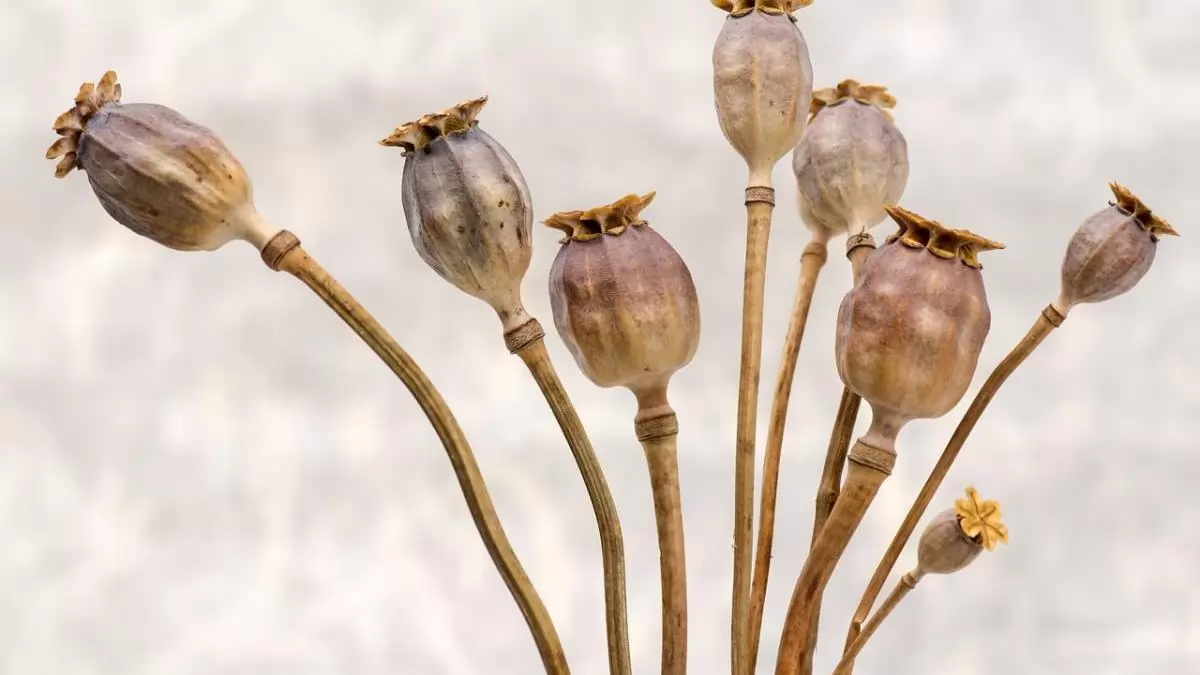 Macerás a mák termesztése, de a jövedelmezősége miatt nagyon vonzó lehet