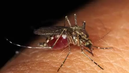 Kötelezhető valaki a szúnyogok irtására? Meg fog lepődni a válaszon