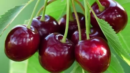 Az átlagosnál kevesebb cseresznye teremhet idén