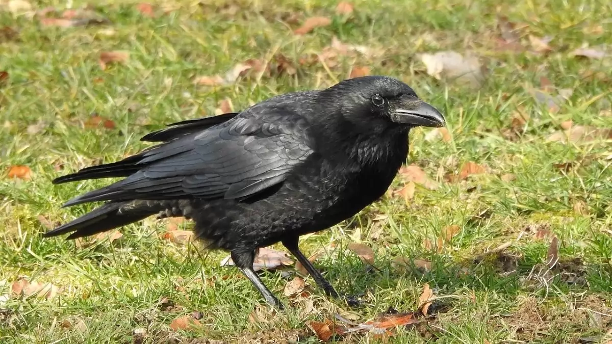 A szakértők figyelmeztetése ellenére egyre népszerűbb a nyers varjúmell Japánban