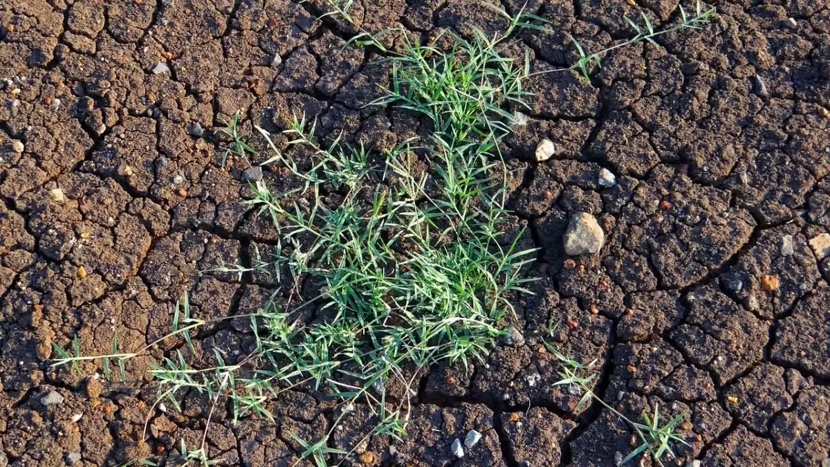 Ha odafigyelünk, a jelzőnövények sokat elárulnak a talajunkról