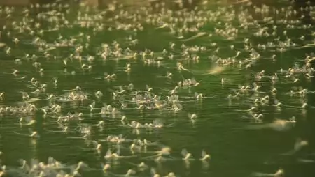 Zajlik a tiszavirágzás