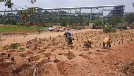 Mesterséges erdő építhető, amelyben pár év alatt árnyékot nyújtanak a fák