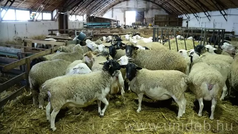 Nemzetközi tapasztalatok a juhágazat fejlesztéséért