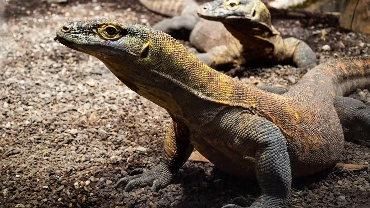 Életképes tojásokat rakott le egy egyedül élő nőstény állat