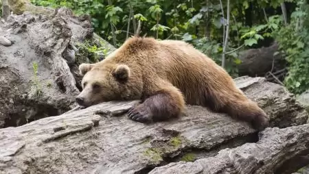 Újabb medve bukkant fel, ezúttal Fehérgyarmat közelében