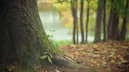 Vágjunk léket, és az erdő meghálálja