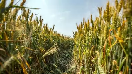 Bíztató a hazai termelőknek az európai terményárak megindult emelkedése