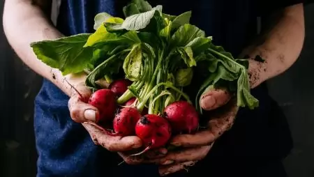 A fenntartható mezőgazdaság biztosítja az élelmiszerbiztonság védelmét