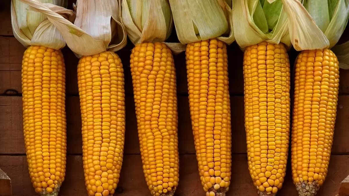 Ha a toxinmentes kukorica a cél