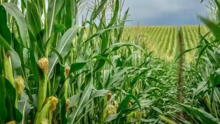 A Corteva Agriscience megkapta az első, biostimulánsra vonatkozó USDA tanúsítványt
