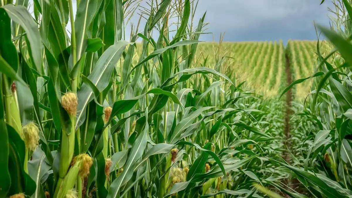 A Corteva Agriscience megkapta az első, biostimulánsra vonatkozó USDA tanúsítványt
