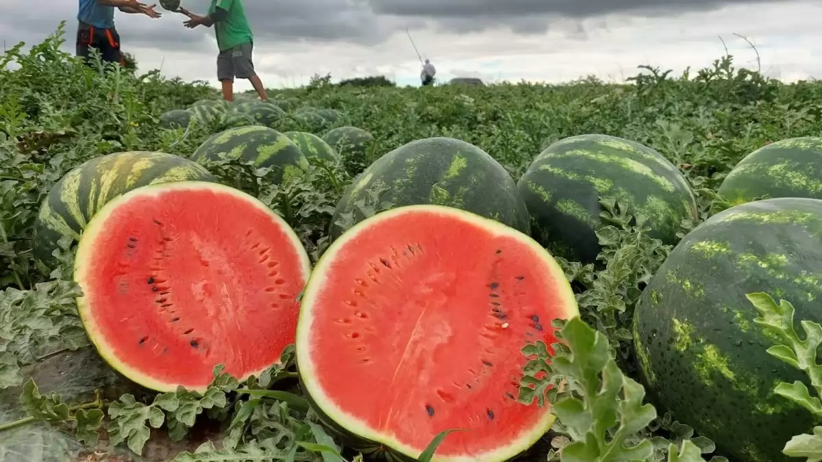 Kitűnő magyar dinnyére számítunk idén