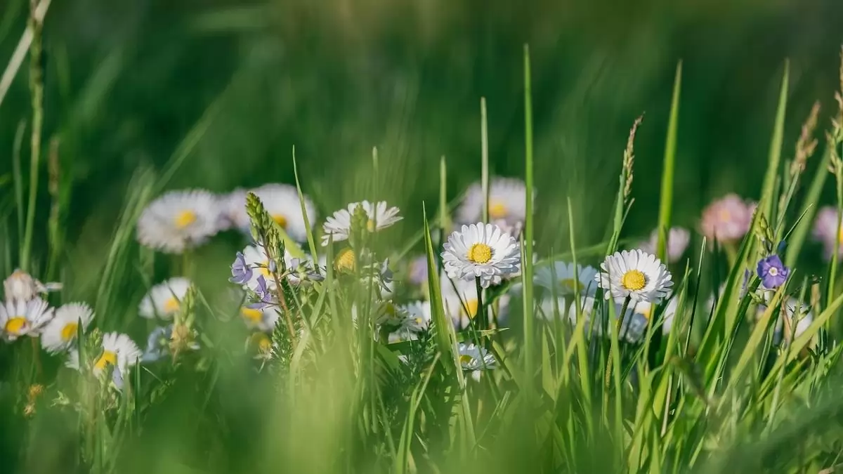 Hogyan gyűjtsünk, miképpen szárítsunk? 