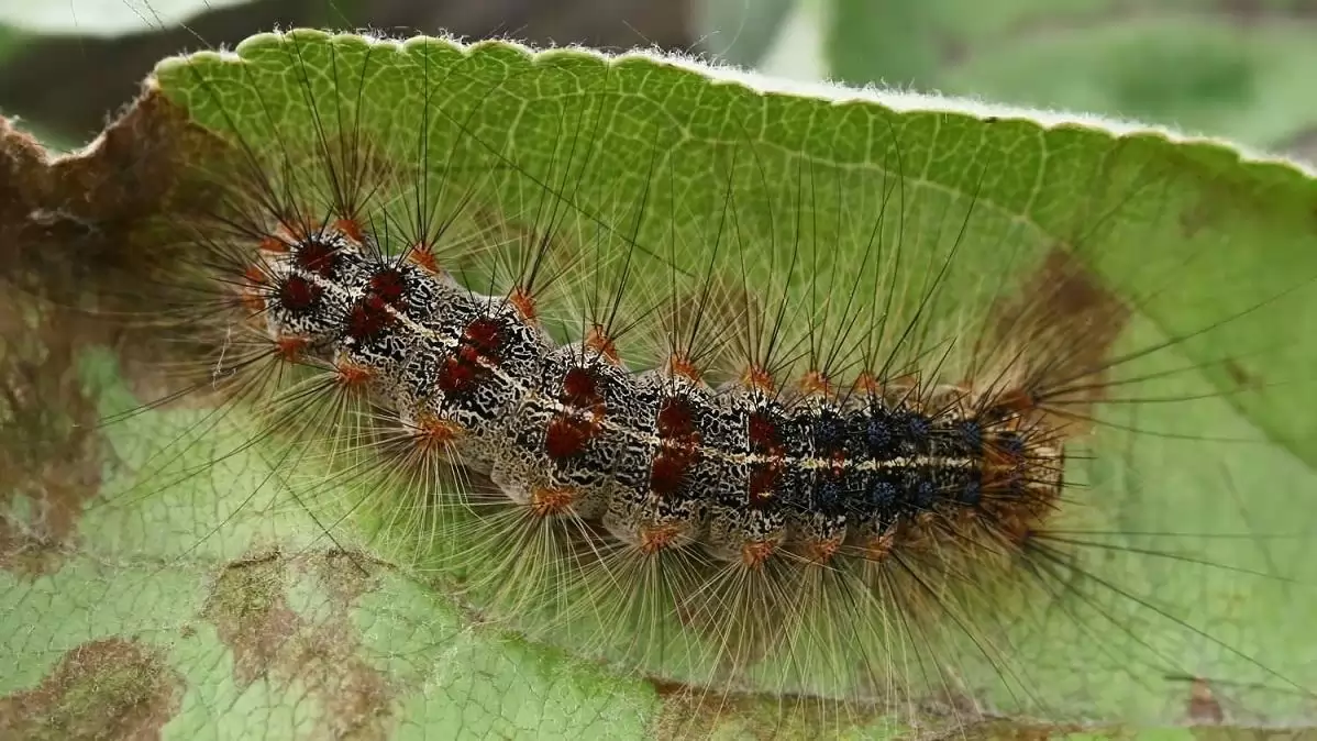 Amerikai gyapjaslepke - Egy hernyó, amelytől célszerű távol maradni 