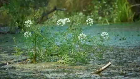 Csak nézni lehet, érinteni nem szabad!