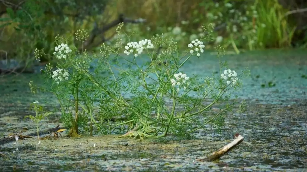 Csak nézni lehet, érinteni nem szabad!