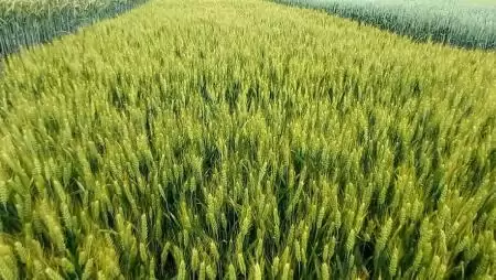 EU-Mercosur kereskedelmi megállapodás: ismét napirenden a téma