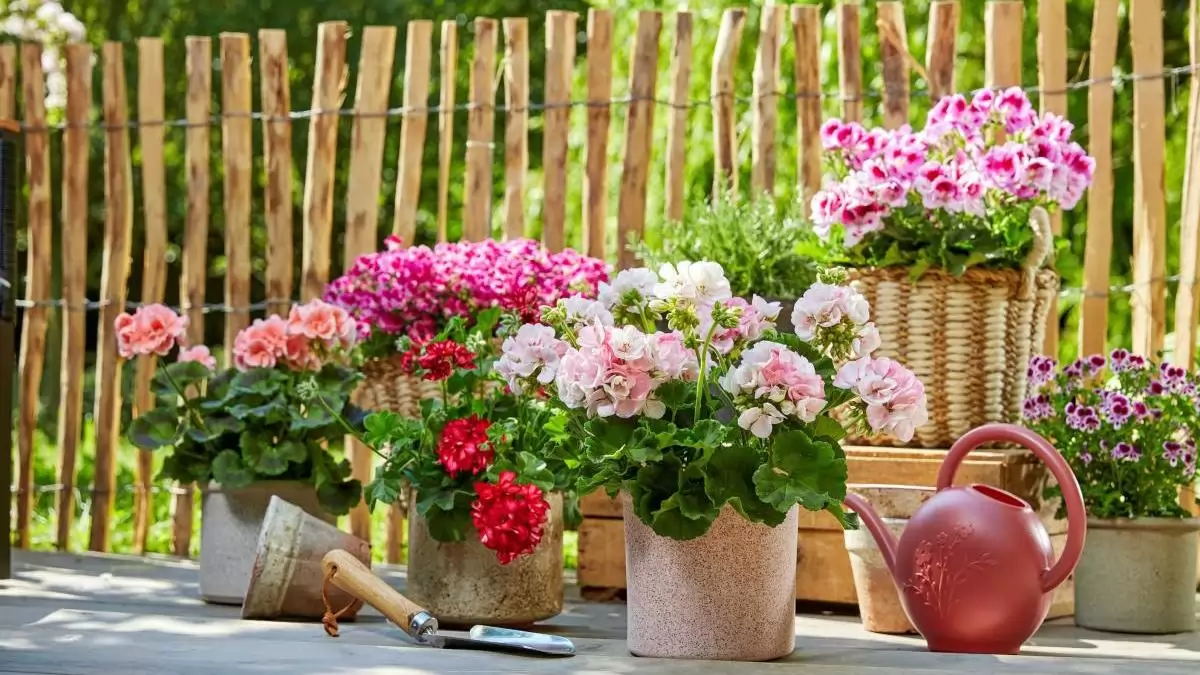 A lusta kertészek virága? Megúszós muskátligondozás