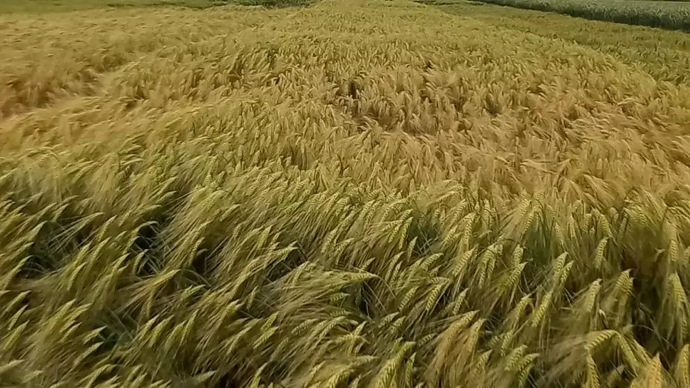 A precíziós nemesítés segíthet a klímaváltozás káros hatásainak enyhítésében