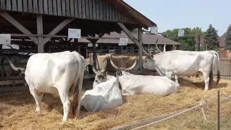 Nem csak a Virágkarnevál de a Farmer-Expo is vár Debrecenben - AgrárUnió felhívás