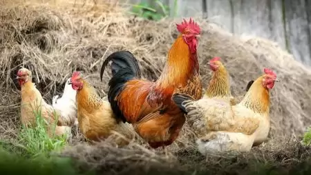 Brazil baromfihús-import – a madárinfluenza-járvány miatt azonnali EU-s intézkedésekre van szükség