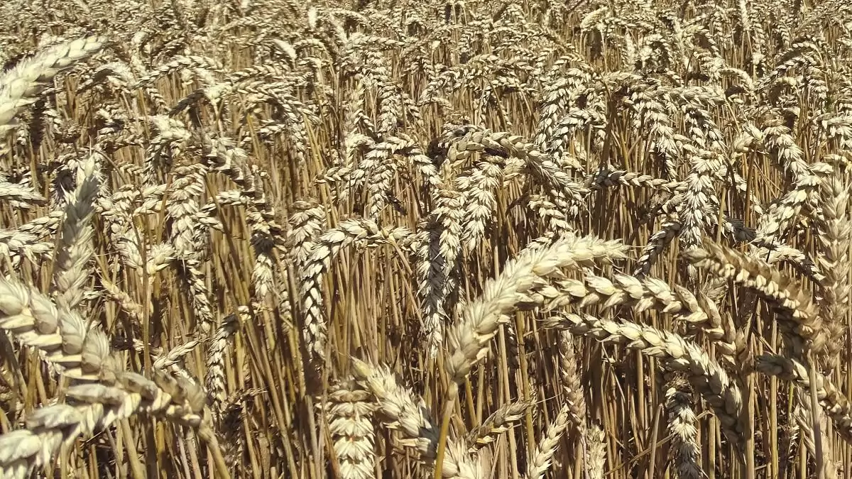 Stabil alapokon – A KITE kalászos portfóliója