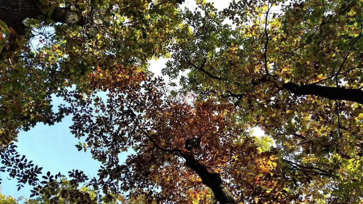 Töretlenül növekszik a hazai erdészeti génrezervátumok területe