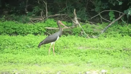 Húszéves a legidősebb ismert fekete gólya