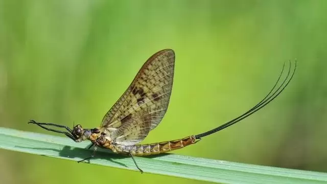„Virágzik a Duna” Esztergomnál – Fénysorompó rendszer védi a kérészeket az Árpád hídon
