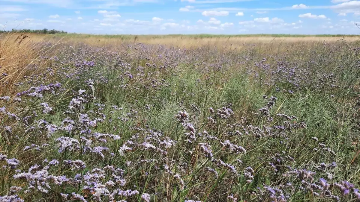 A nyár végi pusztát lilára festi a magyar sóvirág 