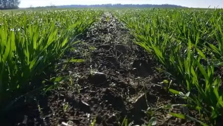 Bizon™ - Őszi gyomirtással a gyommentes tavaszért