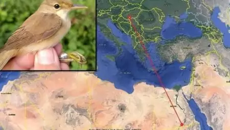 Magyar nádiposzáta Egyiptomban, a Nasser-tó partján