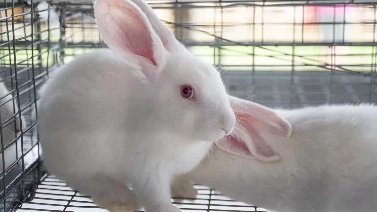 Országos kampány a nyúlhús-fogyasztás népszerűsítésére