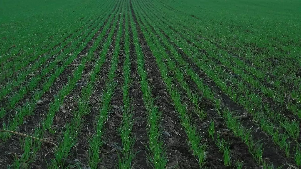 Őszi kalászos gyomirtás? A válasz- Reliance!