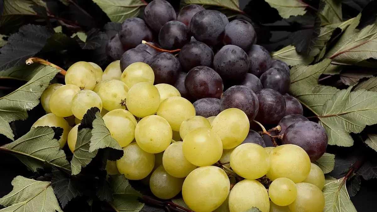 Érik a hazai csemegeszőlő – főként piacokon, zöldségboltokban kínálják