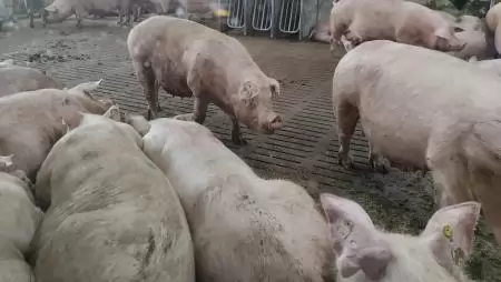 Egy belga jó gyakorlat a fenntartható sertéstartásra – Körforgásos, innovatív és ízletes