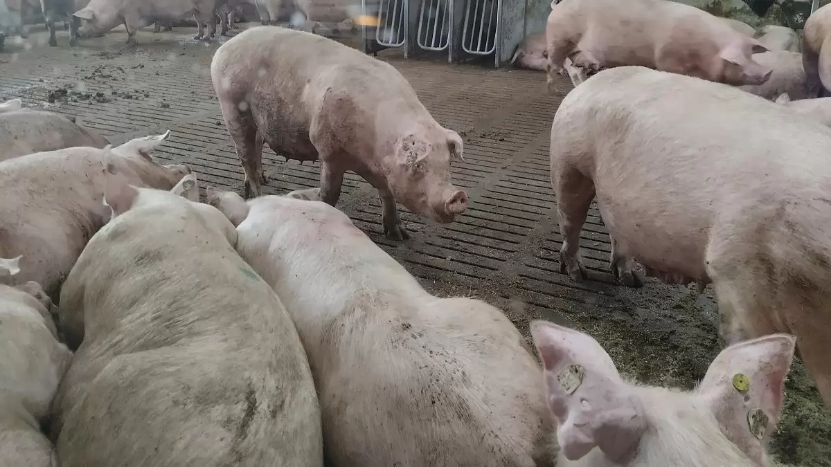 Egy belga jó gyakorlat a fenntartható sertéstartásra – Körforgásos, innovatív és ízletes