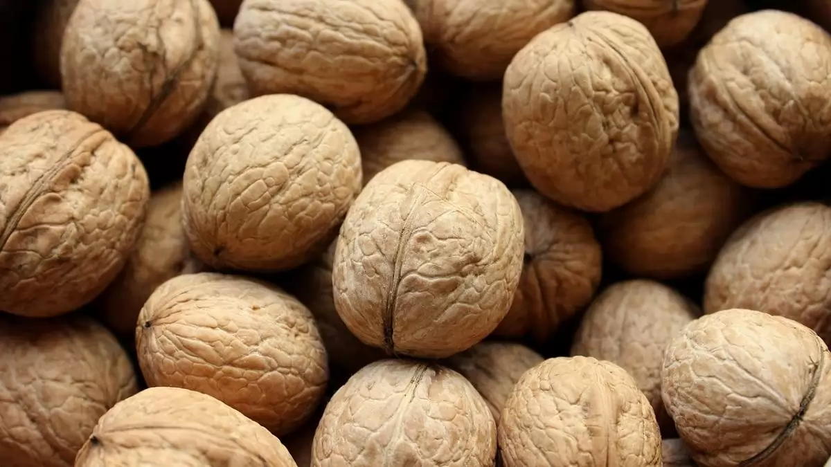 A hazai dióültetvényeken jó termés ígérkezik az idén