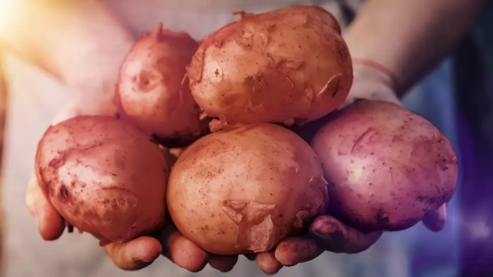 Újabb elismerés a vidéki termesztésű magyar burgonyának!  