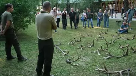 Szarvasbőgés-hallgató túrák hazánk erdeiben