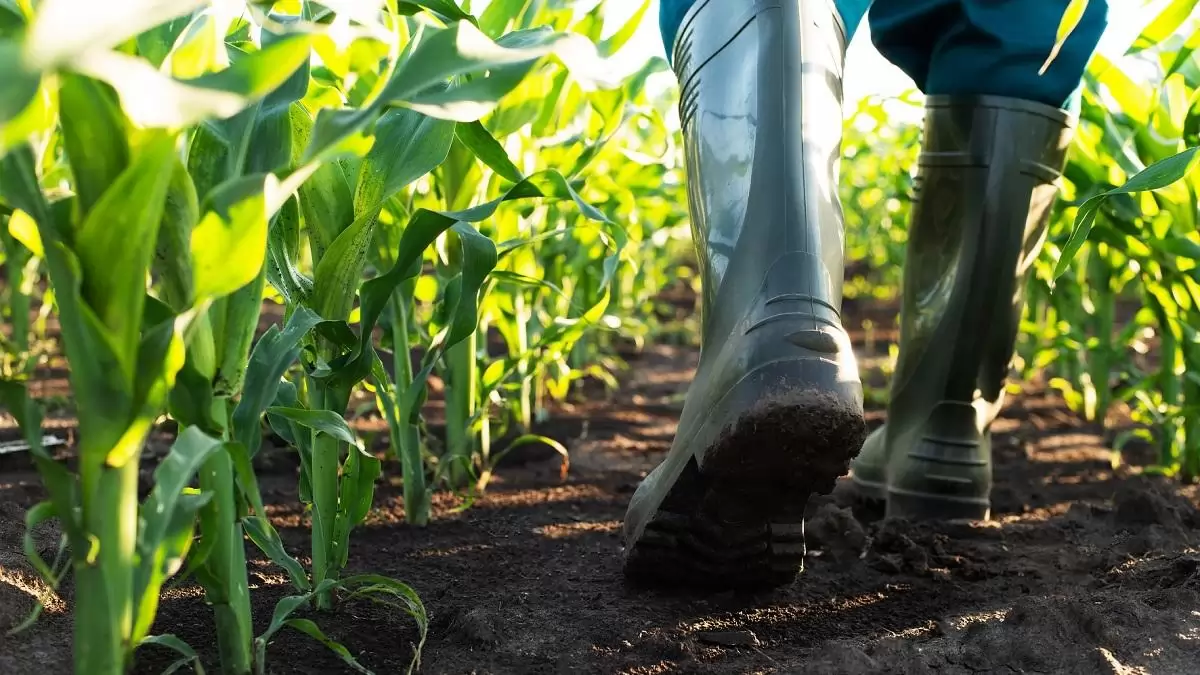 RAGT a sikeres kukoricatermesztésért! 