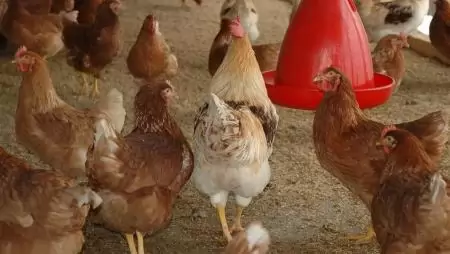 Illegális baromfiállományt számolt fel a hatóság
